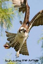 Watch National Geographic: Wild Surviving The Jungle 123movies