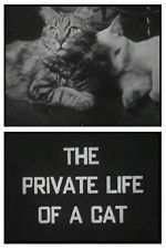 Watch The Private Life of a Cat 123movies