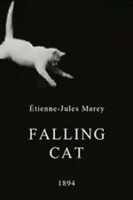 Watch Falling Cat 123movies
