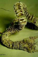 Watch Mongolian Death Worm 123movies