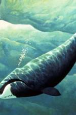 Watch Nature Fellowship of the Whales 123movies