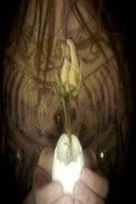 Watch A Zebra for Sally 123movies