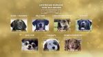 Watch American Humane Hero Dog Awards: 10th Anniversary Celebration (TV Special 2020) 123movies
