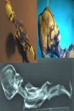 Watch Desert of the Skeletons 123movies