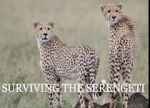 Watch Surviving the Serengeti 123movies