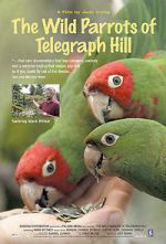 Watch The Wild Parrots of Telegraph Hill 123movies