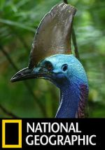 Watch Dino Bird 123movies