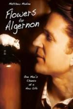 Watch Flowers for Algernon 123movies