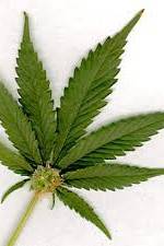 Watch Aphrodisiac! The Sexual Secret Of Marijuana 123movies