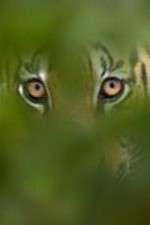 Watch Deadly Instincts 123movies