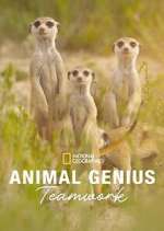 Watch Animal Genius 123movies