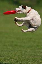 Watch Dogs 101: New Tricks 123movies