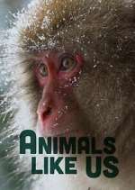 Watch Animals Like Us 123movies