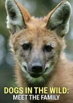 Watch Dogs in the Wild: Meet the Family 123movies