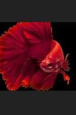 Watch Thailand: Earth's Tropical Paradise 123movies