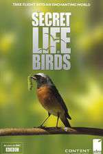 Watch Iolo's Secret Life of Birds 123movies