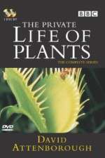 Watch The Private Life of Plants 123movies