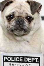 Watch Secret Life of Dogs 123movies