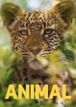 Watch Animal 123movies