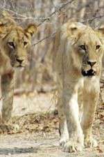 Watch Lion Country: Night and Day 123movies