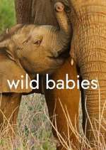 Watch Wild Babies 123movies