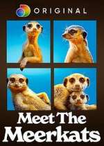 Watch Meet the Meerkats 123movies