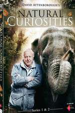 Watch Natural Curiosities 123movies