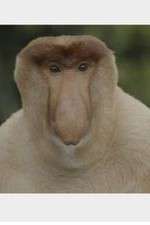 Watch Wildest Islands of Indonesia 123movies